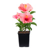 First Lady™ Hollywood Hibiscus