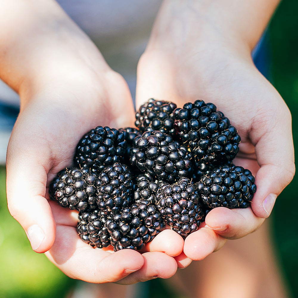 Kiowa Blackberry Bush