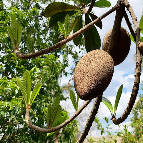 Mamey Fruit Tree