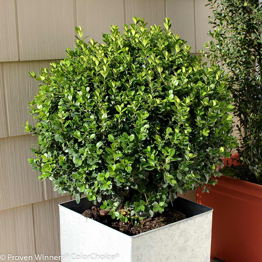 Sprinter® Boxwood Shrub