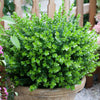 Sprinter® Boxwood Shrub