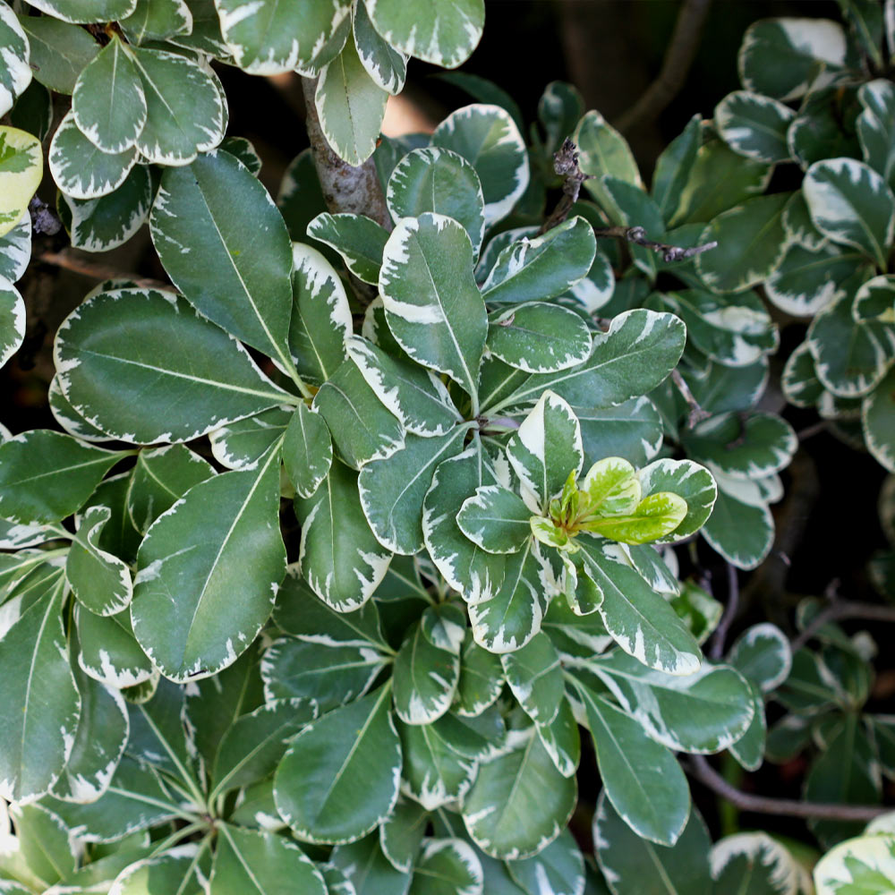Variegated Japanese Pittosporum