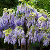 (Purple) Chinese Wisteria (Tree-Form)